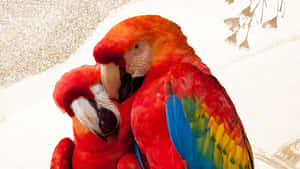 Two Colorful Parrots Snuggling Wallpaper