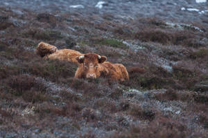 Two Cute Cows On Snowy Grass Wallpaper