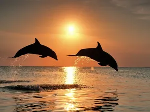 Two Dolphin Mammals Against Sunset Wallpaper