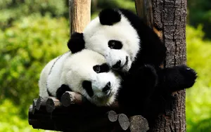 Two Giant Pandas Cuddling Wallpaper