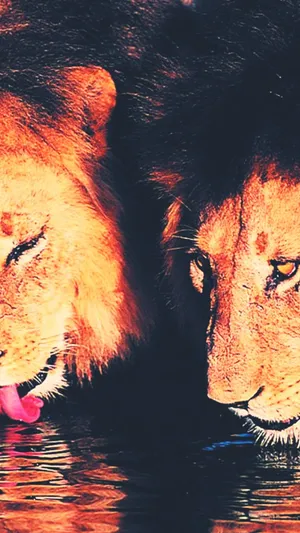 Two Lions In The Water Wallpaper