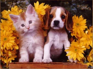 Two Playful Furballs - A Kitten And A Puppy Wallpaper