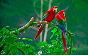 Two Red Macaw Parrots Green Backdrop Wallpaper