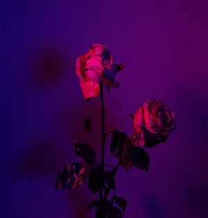 Two Roses In Purple Lighting Wallpaper