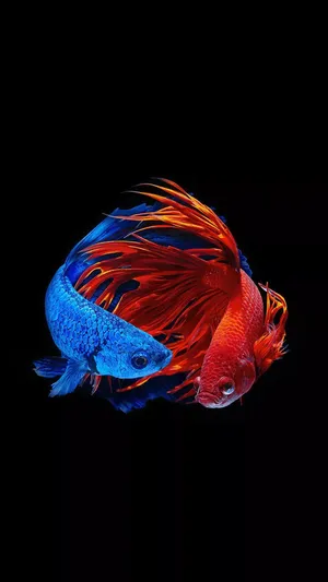 Two Siamese Fighting Fish Iphone Wallpaper