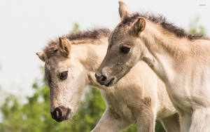 Two White Konik Foal Breed Side Angle Portrait Wallpaper