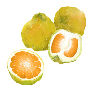 Ugli Citrus Fruits Digital Art Wallpaper