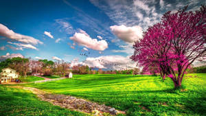 Ultra Hd Barn With Pink Tree Laptop Wallpaper