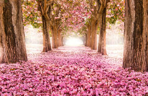 Ultra Hd Cherry Blossom Lane Laptop Wallpaper