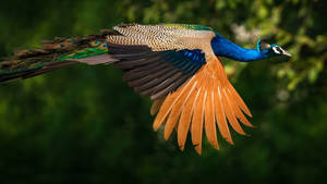 Ultra Hd Flying Peacock Laptop Wallpaper