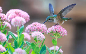 Ultra Hd Hummingbird Near Flowers Laptop Wallpaper