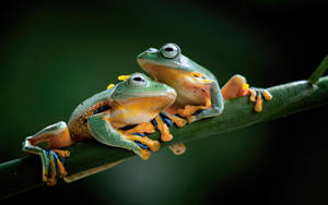 Ultra Hd Two Java Frogs Laptop Wallpaper