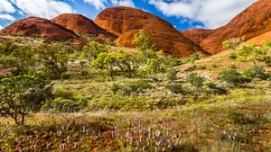 Uluru Trees Around Wallpaper