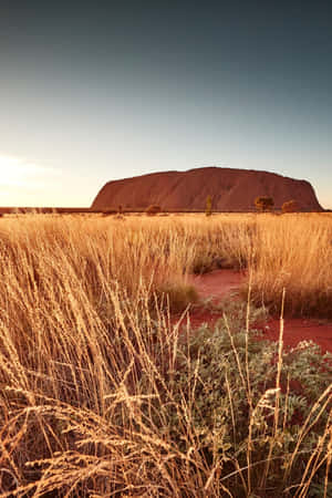 Uluru Yellow Shrubs Plains Wallpaper
