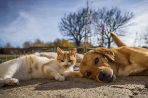 Under The Sun Cat And Dog Wallpaper