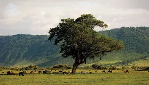 Unesco World Heritage Site Northern Tanzania Ngorongoro Crater Wildlife Wallpaper