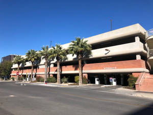 University Of Arizona Palm Row Wallpaper