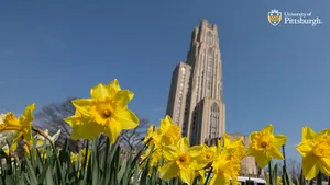 University Of Pittsburgh Daffodils Wallpaper