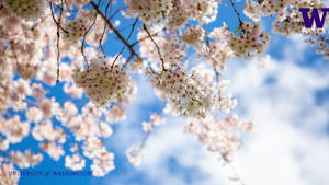 University Of Washington's Sakura Tree Wallpaper