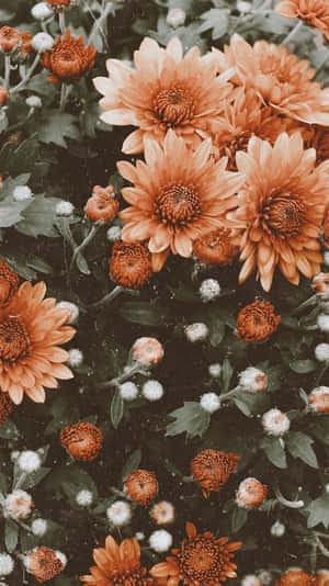 Unlock A World Of Beauty With Our Floral Aesthetic Iphone! Wallpaper