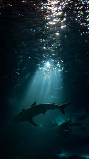 Unlock The Power To See And Capture Your World With The Undiscovered Qualities Of This Shark Iphone Wallpaper