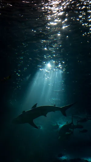 Unlock The Power To See And Capture Your World With The Undiscovered Qualities Of This Shark Iphone Wallpaper