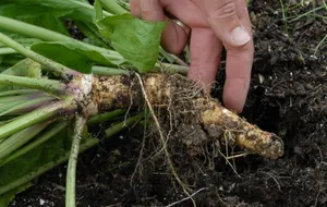 Unrooted Horseradish Vegetable Wallpaper
