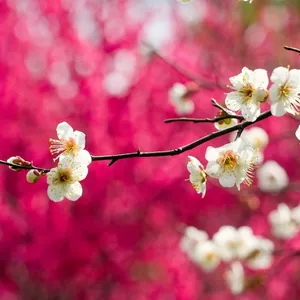 Unveil The Beauty Of Spring With An Ipad Wallpaper