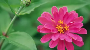 Upgrade Your Work Station With This Beautiful Floral Laptop Wallpaper