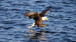 Us Eagle On Blue Water Wallpaper