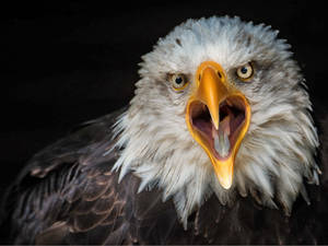 Us Eagle With Yellow Beak Wallpaper
