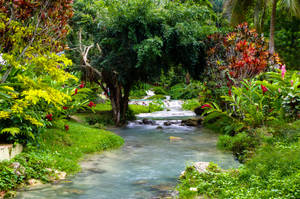 Vanuatu Stream Garden Wallpaper