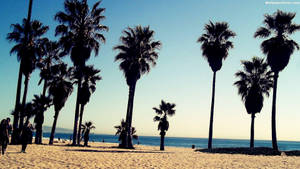 Venice Beach Many Palm Trees Wallpaper