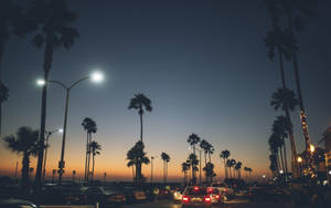 Venice Beach Street Night Trees Wallpaper