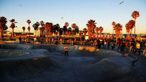 Venice Beach Sunset Birds Flying Wallpaper