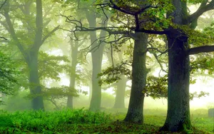 Verdant Foggy Forest Wallpaper