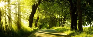 Verdant Forest Park Illuminated By Sunlight Wallpaper