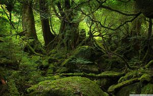 Vibrant Algae Blooms In A Tropical Jungle Wallpaper