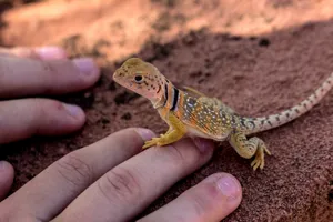 Vibrant And Unique Beauty: A Close-up Shot Of A Small Common Collared Lizard Wallpaper