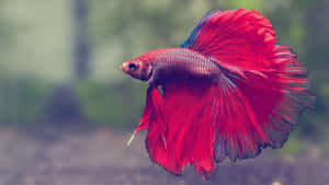 Vibrant Betta Fish Swimming.jpg Wallpaper