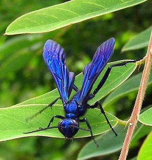 Vibrant Blue Mud Dauber Wasp Isolated On Lush Green Leaves Wallpaper