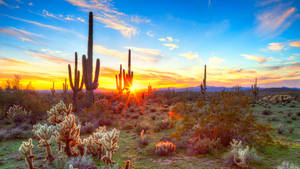 Vibrant Cactus Garden Arizona Desert Wallpaper