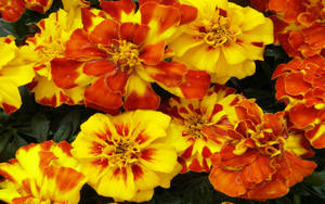 Vibrant Cluster Of Marigold Flowers Wallpaper