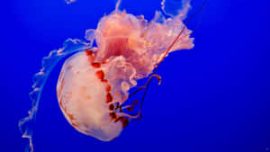 Vibrant Colours Of 4k Jellyfish Bring Life To The Sea Wallpaper