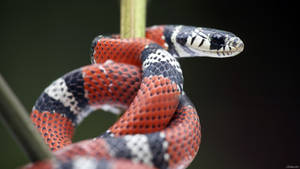 Vibrant False Coral Snake Coiled On A Green Stem Wallpaper