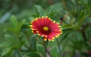 Vibrant Garden Blooms Wallpaper