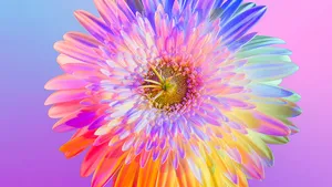 Vibrant Gradient Daisy.jpg Wallpaper