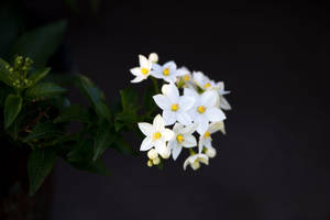 Vibrant Green Potato Leaves With Delicate White Flowers Wallpaper