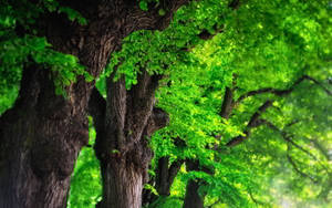 Vibrant Green Trees Wallpaper