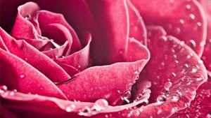 Vibrant Hot Pink Rose Bathed In Droplets Wallpaper